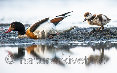 BB 15 0500 / Tadorna tadorna / Gravand